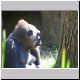 Zoo - Gorilla.jpg